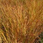 Anamenthele lessonianum 'Sirocco'