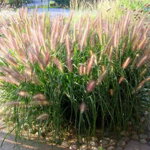 Perovec psiarkovitý 'Moudry' (Pennisetum al. 'Moudry')