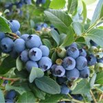 Čučoriedka americká 'Bluecrop'