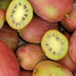 Kiwi 'Bingo'