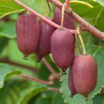 Kiwi 'Ken's Red'