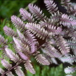 Papraďka 'Burgundy Lace' (Athyrium 'Burgundy Lace' ®)