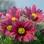 Poniklec obyčajný 'Rubra' (Pulsatilla vulgaris 'Rubra')
