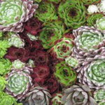 Skalná ruža mix (Sempervivum mix)