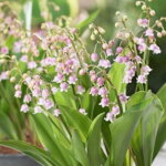 Konvalinka voňavá 'Rosea' (Convallaria maj. Rosea)