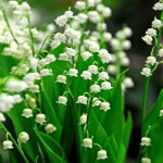 Konvalinka voňavá (Convallaria majalis)