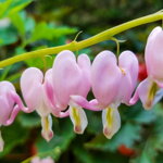 Srdcovka nádherná 'Cupid' (Dicentra spectabilis Cupid)