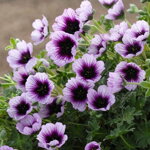 Pakost 'Thumbling Heart' (Geranium cinereum Thumbling Heart)