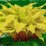 Funkia 'Lipstick Blonde' (Hosta Lipstick Blonde)