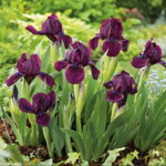 Kosatec 'Cherry Garden' (Iris Cherry Garden)