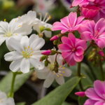Lewisia Mountain Dreams MIX