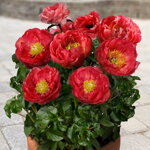 Pivonka čínska 'Moscow' (Paeonia Lactiflora Moscow)