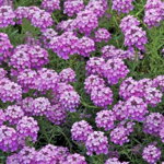 Aethionema armenum 'Warley Rose'