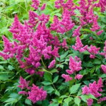 Astilba čínska 'Pumila' (Astilbe chinensis pumila)