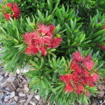 Tyčinkovec 'Dark Red' (Callistemon 'Dark Red')