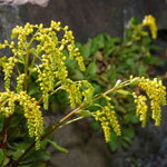 Chiastophyllum oppositifolium