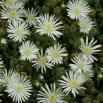 Delosperma 'Graaf Reinet'