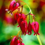 Srdcovka menšia 'Bacchanal' (Dicentra formosa 'Bacchanal')
