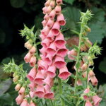 Náprstník 'Mertonensis' (Digitalis 'Mertonensis')