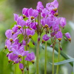Boží kvet záhradný (Dodecatheon meadia)