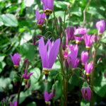 Boží kvet záhradný 'Queen Victoria' (Dodecatheon meadia 'Queen Victoria')