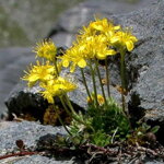 Chudôbka vždyzelená (Draba aizoides)