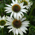 Echinacea purpurová 'Avalanche' (Echinacea purp. 'Avalanche' ®)