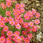 Devätorník 'Ben Hope' (Helianthemum 'Ben Hope')