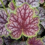 Heuchera 'Beauty Color'