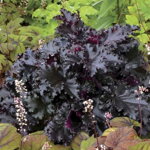 Heuchera 'Black Tafetta' ®