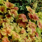 Heuchera 'Delta Dawn' ®