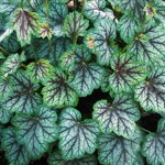 Heuchera 'Green Spice'