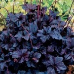 Heuchera 'Obsidian' ®