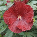 Ibištek bahenný veľkokvetý 'Cranberry Crush' (Hibiscus moscheutos 'Cranberry Crush')
