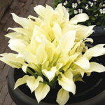 Funkia 'White Feather' (Hosta White Feather)