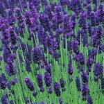 Levanduľa lekárska 'Hidcote' (Lavandula ang. 'Hidcote')