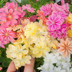Levízia kalifornská (Lewisia cotyledon)