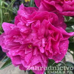 Pivonka 'Big Ben' (Paeonia 'Big Ben')