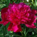 Pivonka 'Inspecteur Lavergne' (Paeonia 'Inspecteur Lavergne')