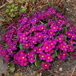 Primula Wanda