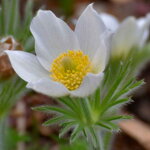 Poniklec obyčajný 'Alba' (Pulsatilla vulgaris 'Alba')