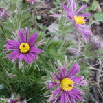 Poniklec obyčajný 'Papageno' (Pulsatilla vulgaris 'Papageno')