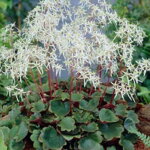 Lomikameň 'Rubrifolia' (Saxifraga cort. 'Rubrifolia')