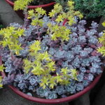 Rozchodník skalný 'Purpureum' (Sedum spathulifolium 'Purpureum')