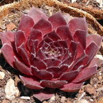 Skalnica 'Rubin' (Sempervivum 'Rubin')