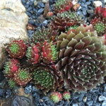 Skalnica 'Silberkarneol' (Sempervivum 'Silberkarneol')