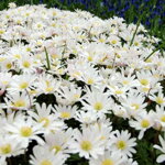 Veternica vznešená 'White Splendour' (Anemone blanda 'White Splendour')
