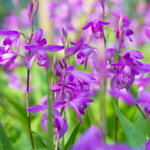 Záhradná orchidea (Bletilla striata)