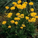 Kráska veľkoúborová 'Early Sunrise' (Coreopsis gra. 'Early Sunrise')