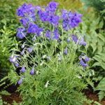 Stračonôžka veľkokvetá 'Blauer Zwerg' (Delphinium gra. 'Blauer Zwerg')